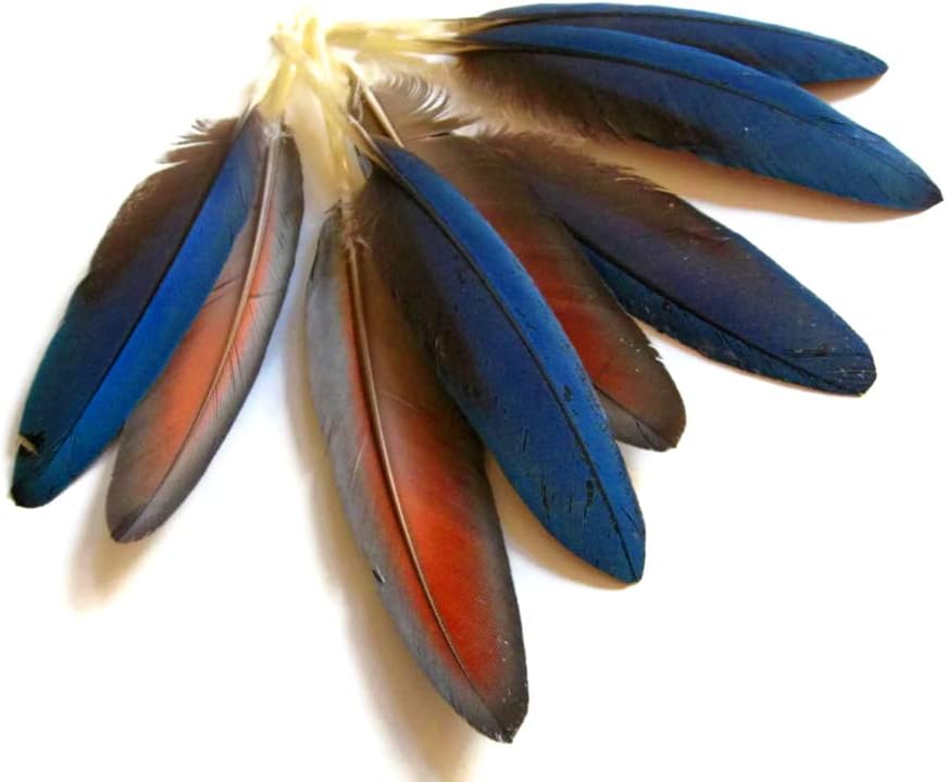 4 Pieces - Small Natural Blue Scarlet Macaw Wing Rare Feathers