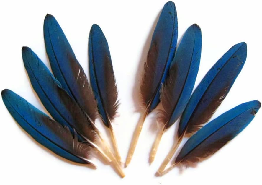 4 Pieces - Small Natural Blue Scarlet Macaw Wing Rare Feathers