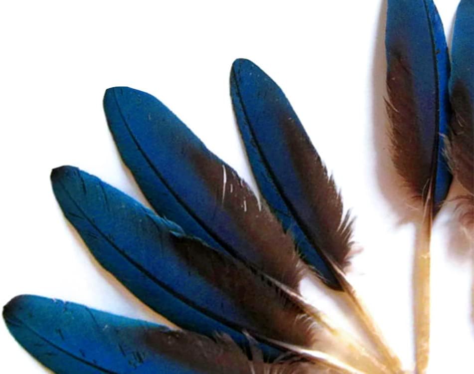 4 Pieces - Small Natural Blue Scarlet Macaw Wing Rare Feathers
