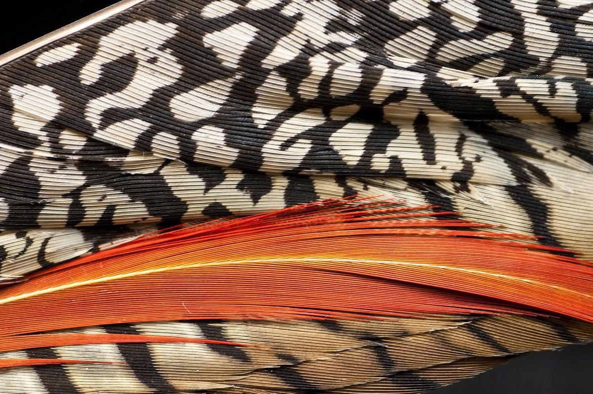 5 Pieces - 20-25" Natural Zebra Black And White Lady Amherst Pheasant Tail Super Long Feathers