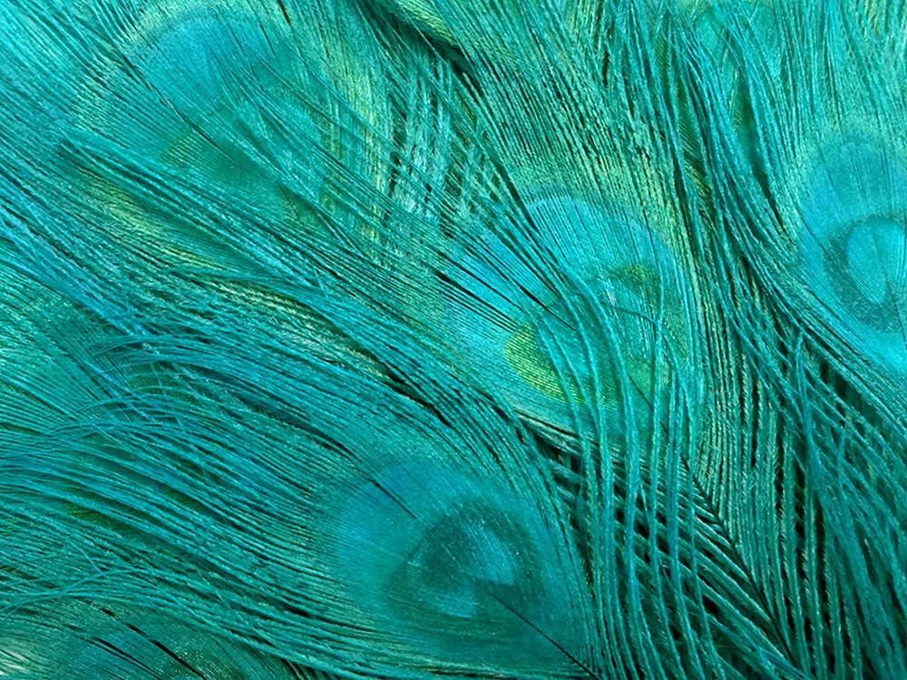 5 Pieces – Peacock Green Bleached & Dyed Peacock Tail Eye Feathers 10-12” Long