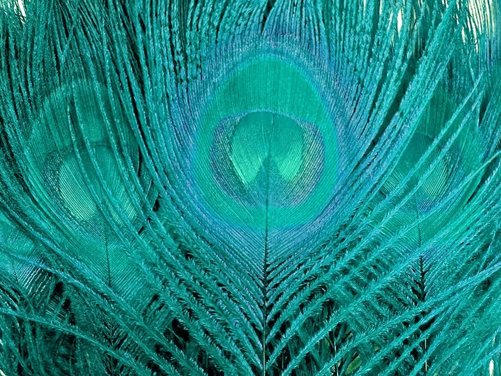 50 Pieces – Peacock Green Bleached & Dyed Peacock Tail Eye Wholesale Feathers (Bulk) 10-12” Long