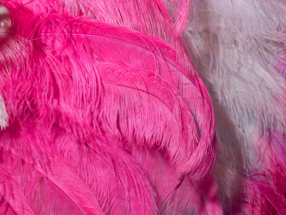 1/2 Lb. - 25-29" Hot Pink Large Ostrich Wing Plume Wholesale Feathers (Bulk)