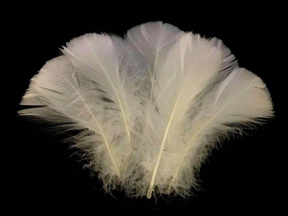 1 Pack - 2-3" Ivory Goose Coquille Loose Feathers - 0.35 Oz.
