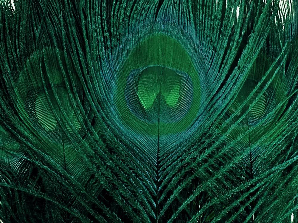 50 Pieces – Hunter Green Bleached & Dyed Peacock Tail Eye Wholesale Feathers (Bulk) 10-12” Long