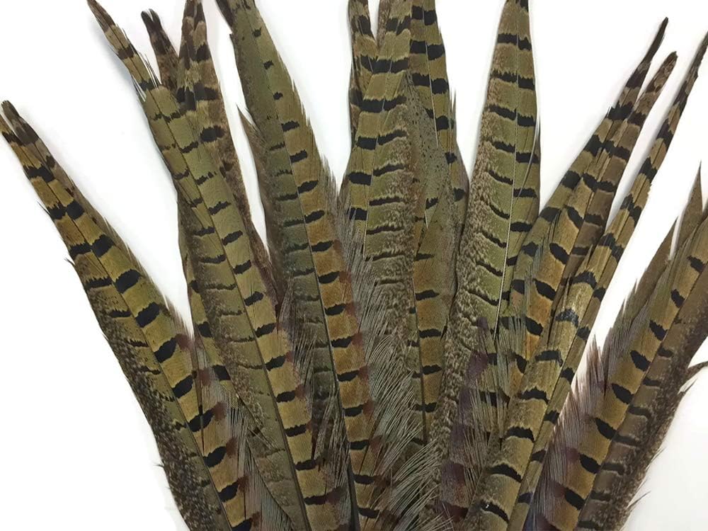 50 Pieces - 14-16" Natural Ringneck Pheasant Tail Wholesale Feathers (Bulk)
