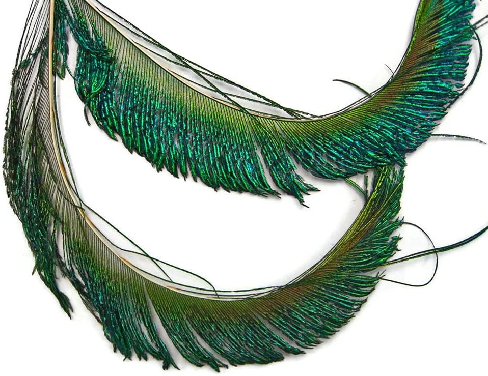 50 Pieces - 30-35" Natural Iridescent Green Peacock Swords Cut Wholesale Feathers (Bulk)