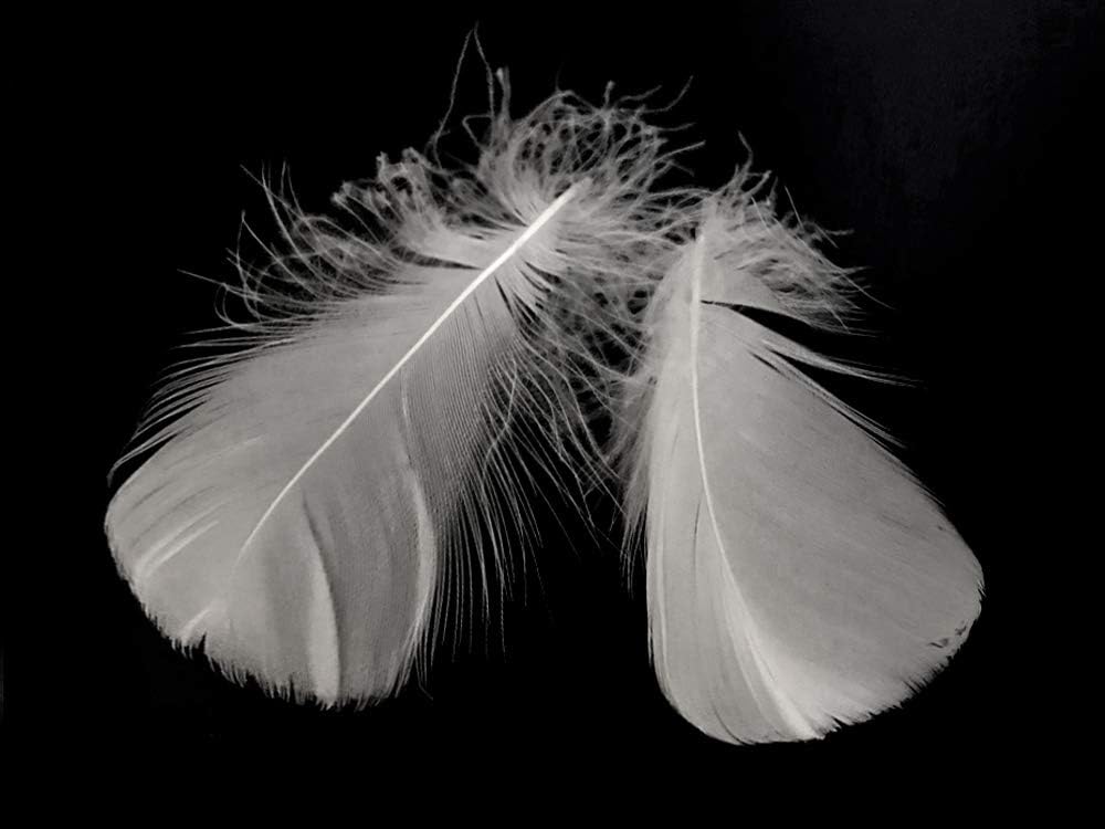 1 Pack - 2-3" White Goose Coquille Loose Feathers - 0.35 Oz.