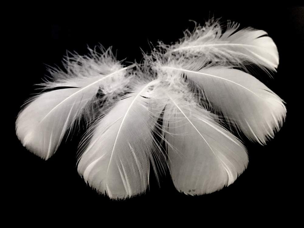 1 Pack - 2-3" White Goose Coquille Loose Feathers - 0.35 Oz.