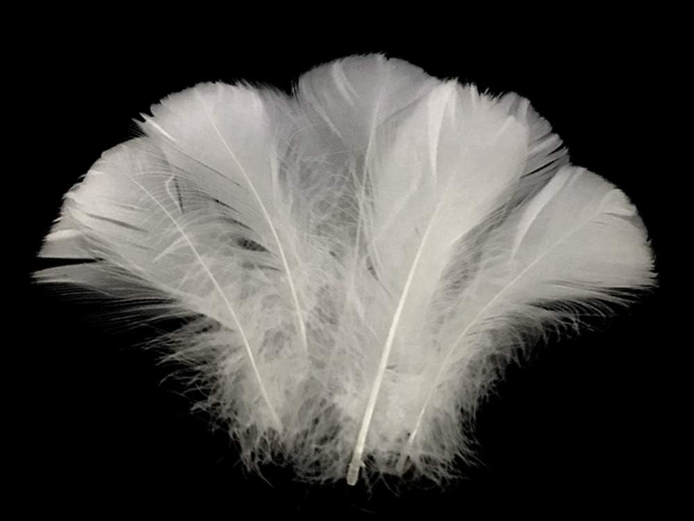 1 Pack - 2-3" White Goose Coquille Loose Feathers - 0.35 Oz.