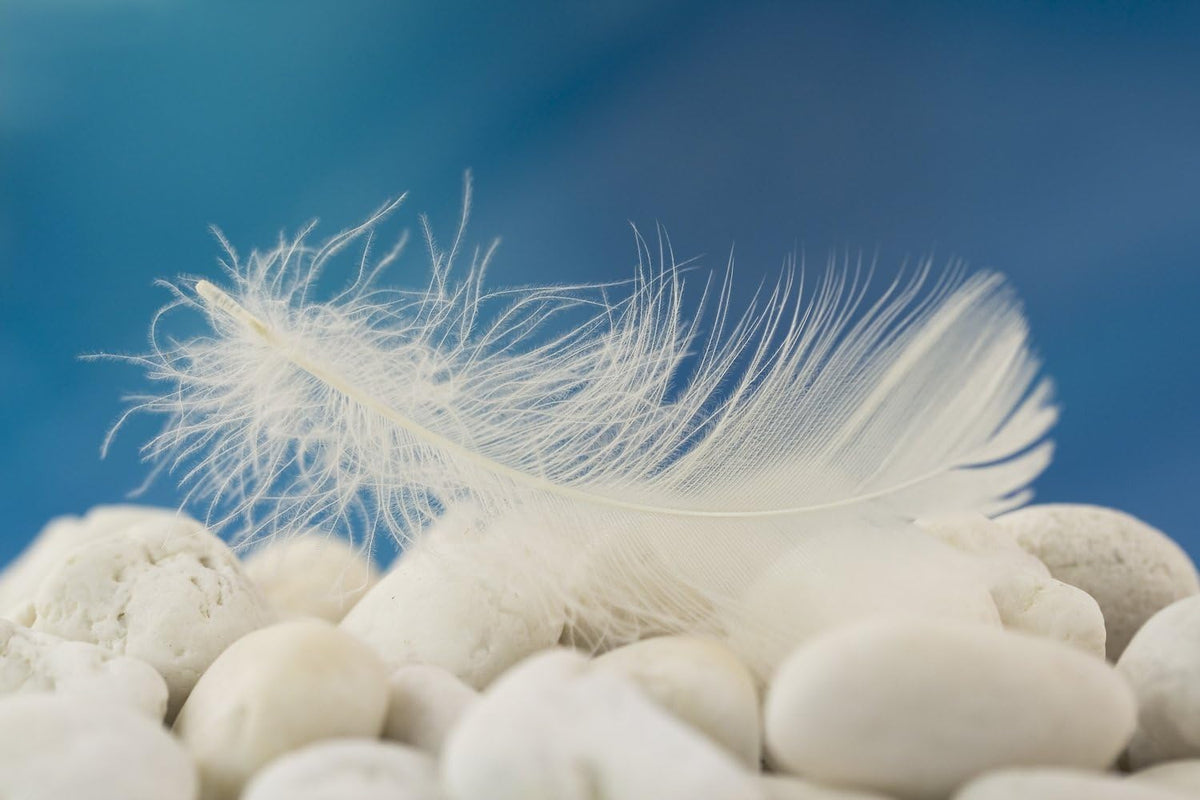 1/4 Lb - 2-3" White Goose Coquille Loose Wholesale Feathers (Bulk)