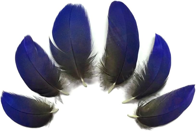 6 Pieces - Small Natural Blue Hyacinth Macaw Plumage Feather -Rare-