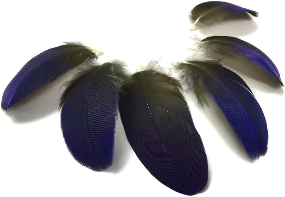 4 Pieces - Iridescent Blue Hyacinth Macaw Wing Feather -Rare-