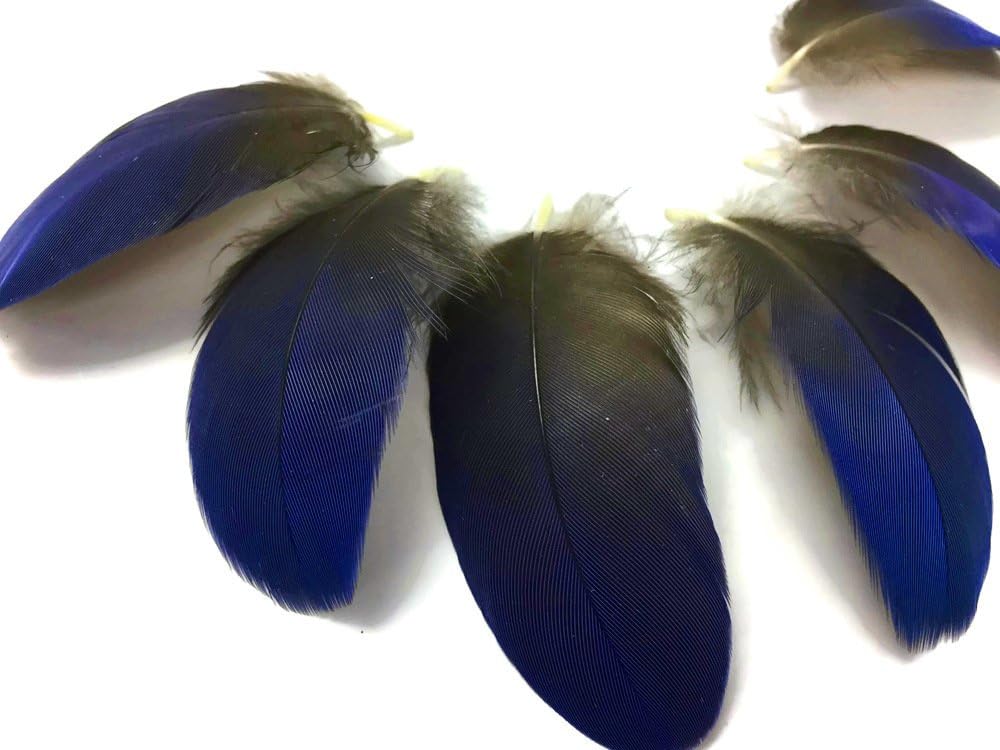 4 Pieces - Iridescent Blue Hyacinth Macaw Wing Feather -Rare-