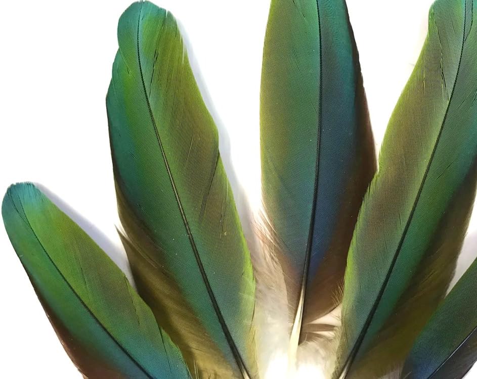 4 Pieces - Iridescent Green And Yellow Greenwing Macaw Small Wing Feathers -Rare-