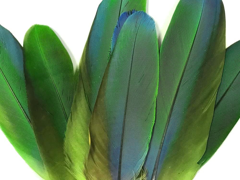 4 Pieces - Iridescent Green And Yellow Greenwing Macaw Small Wing Feathers -Rare-