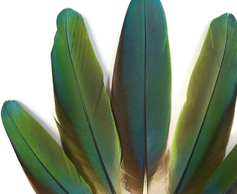 4 Pieces - Iridescent Green And Yellow Greenwing Macaw Small Wing Feathers -Rare-