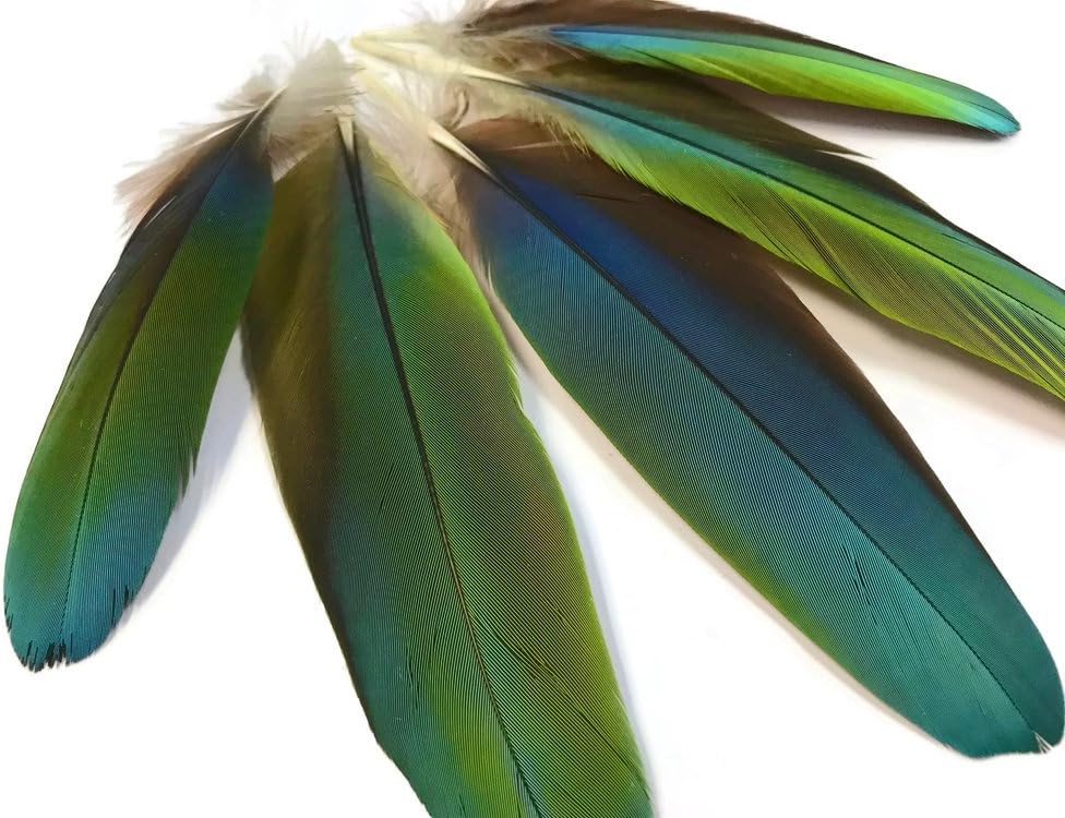 4 Pieces - Iridescent Green And Yellow Greenwing Macaw Small Wing Feathers -Rare-