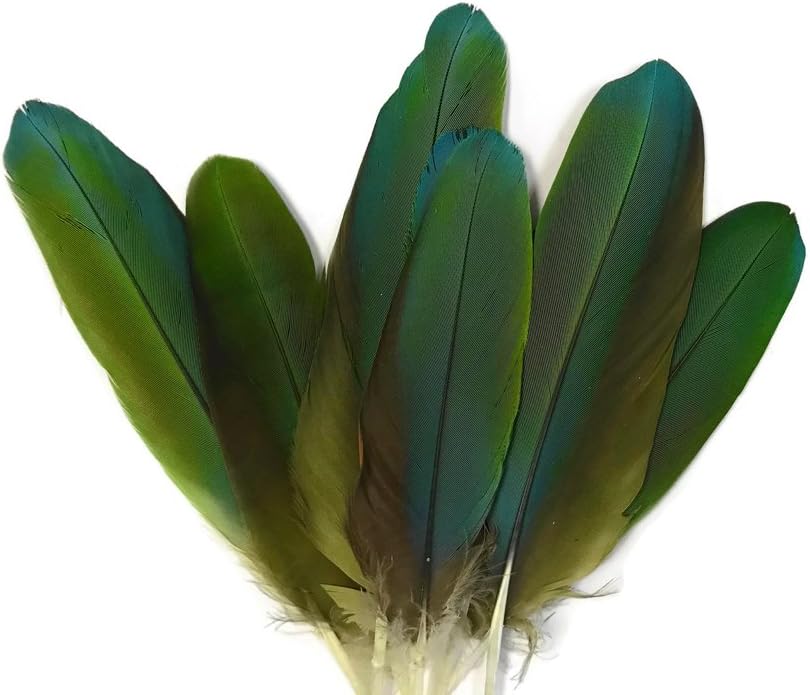 4 Pieces - Iridescent Green And Yellow Greenwing Macaw Small Wing Feathers -Rare-