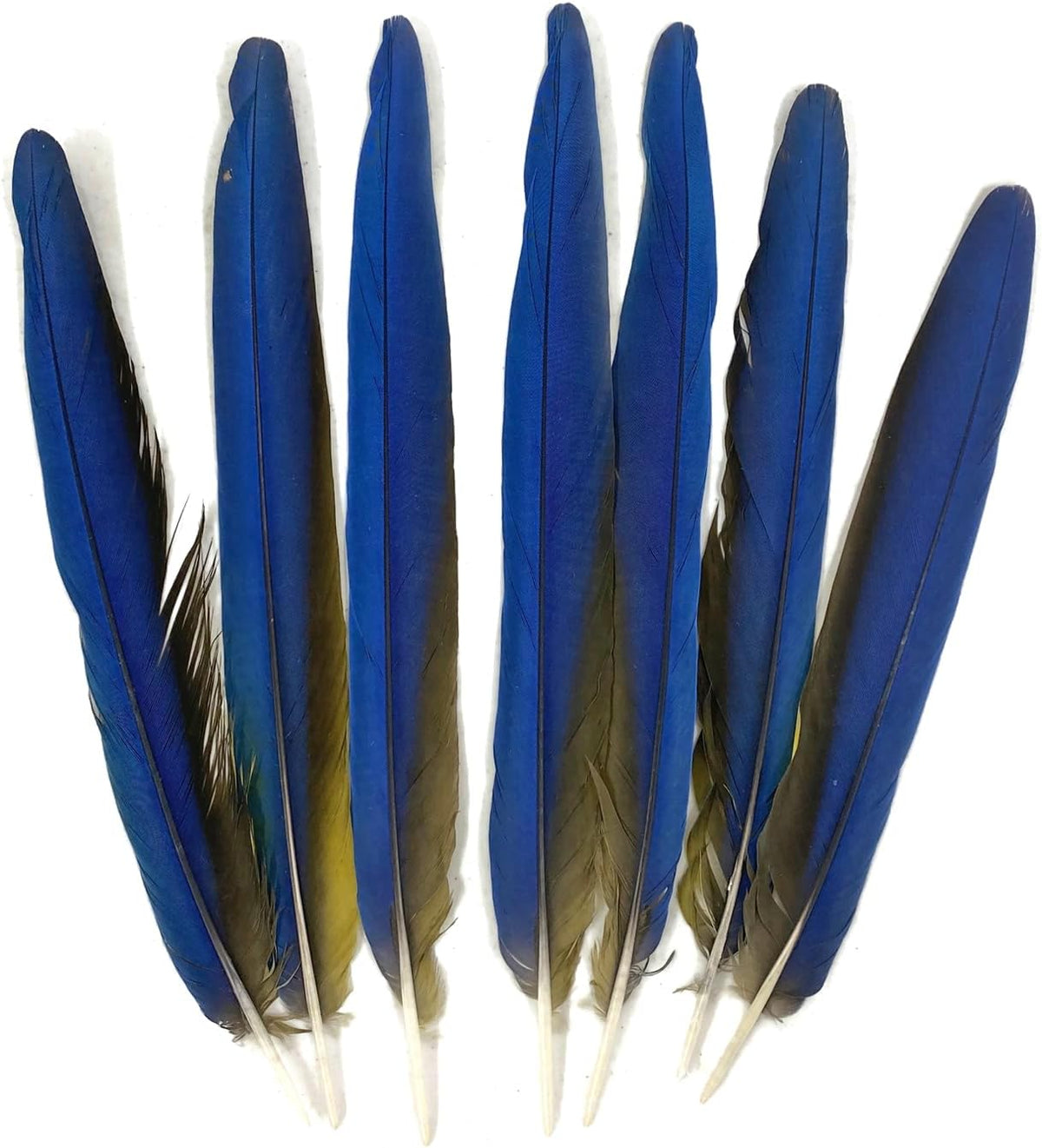 7 Tails Feather Set -  15-17" Iridescent Blue And Yellow Macaw Tail Feather Set - Rare-