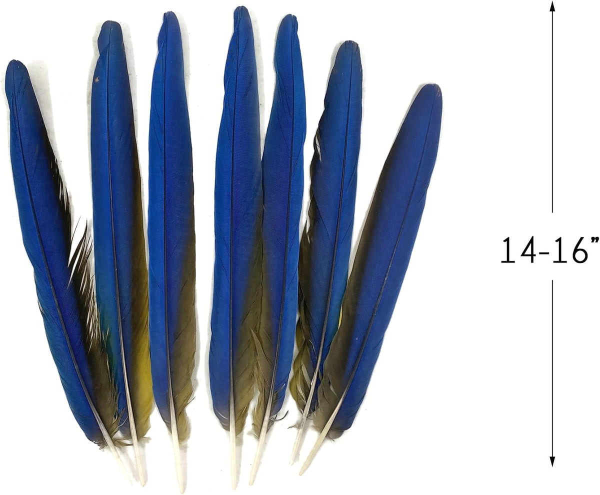 7 Tails Feather Set -  15-17" Iridescent Blue And Yellow Macaw Tail Feather Set - Rare-