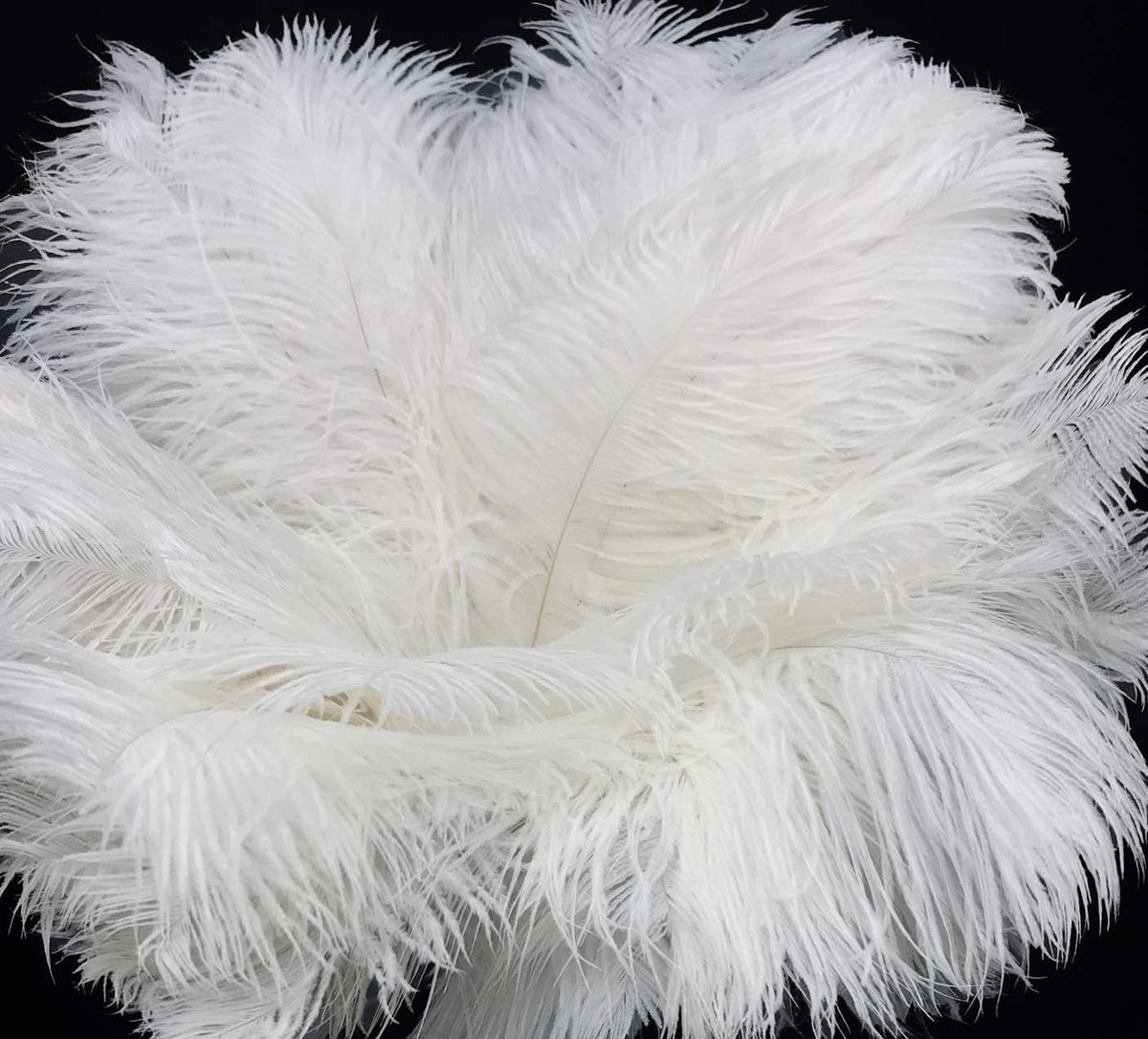 50 Pieces - 12-16" Snow White Ostrich Tail Centerpiece Costume Wholesale Feathers (Bulk)