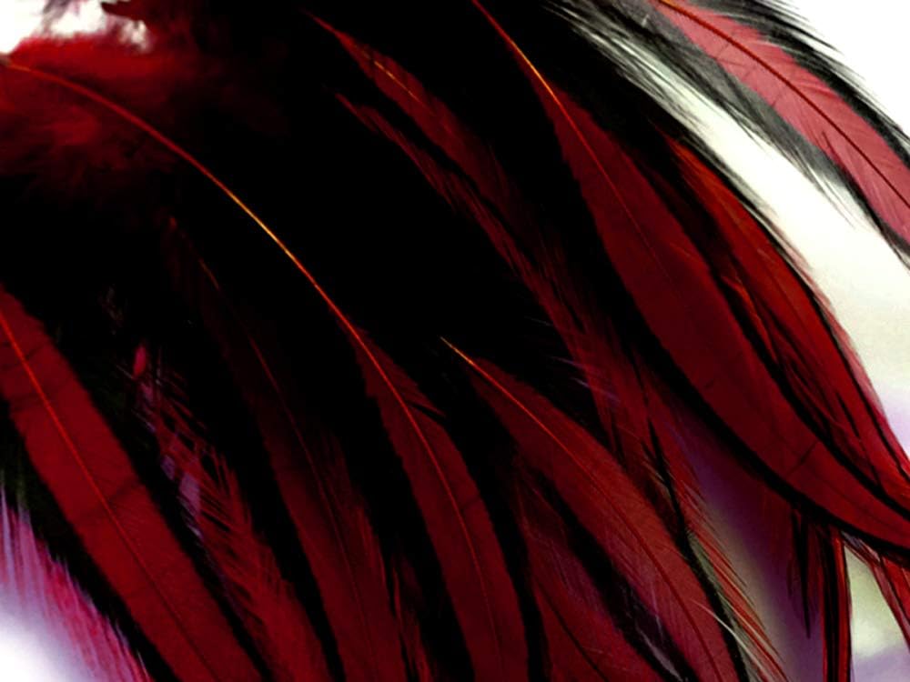 10 Pieces - Claret Dyed BLW Laced Short Rooster Cape Whiting Farms Feathers