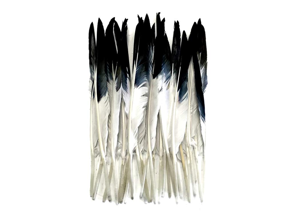 1/4 Lb. - White Tipped Black Goose Pointers Long Primaries Wing Wholesale Feathers (Bulk)