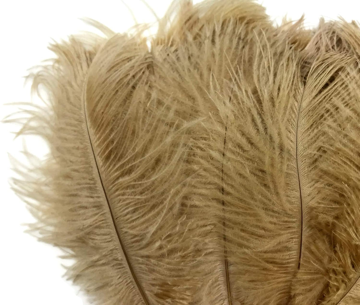 1/2 lb. - 14-17" Antique Gold Ostrich Large Body Drab Wholesale Feathers (Bulk)