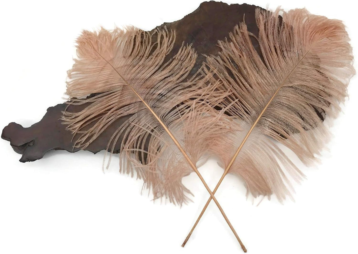 10 Pieces -  12-16" Champagne Dyed Ostrich Tail Fancy Feathers