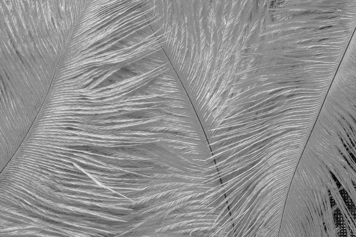 10 Pieces - 11-13" Silver Gray Bleached & Dyed Ostrich Drabs Body Feathers