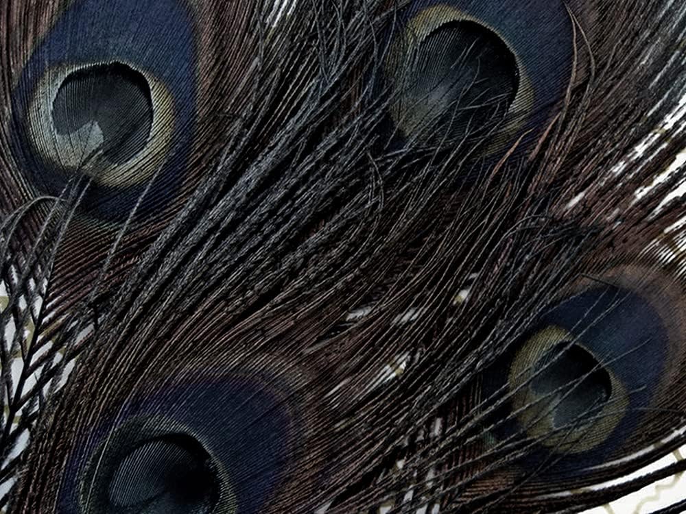 50 Pieces - 30-35" Black Bleached & Dyed Peacock Tail Eye Wholesale Feathers (Bulk)