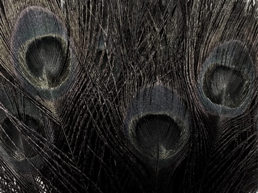 50 Pieces - 30-35" Black Bleached & Dyed Peacock Tail Eye Wholesale Feathers (Bulk)