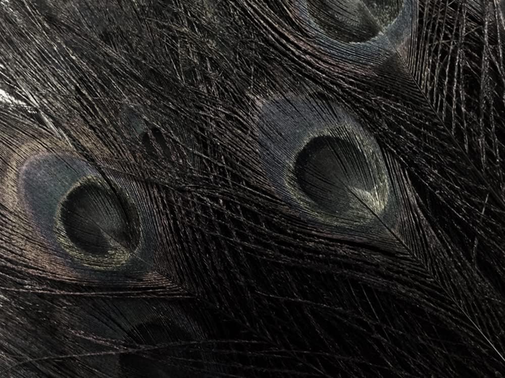 50 Pieces - 30-35" Black Bleached & Dyed Peacock Tail Eye Wholesale Feathers (Bulk)