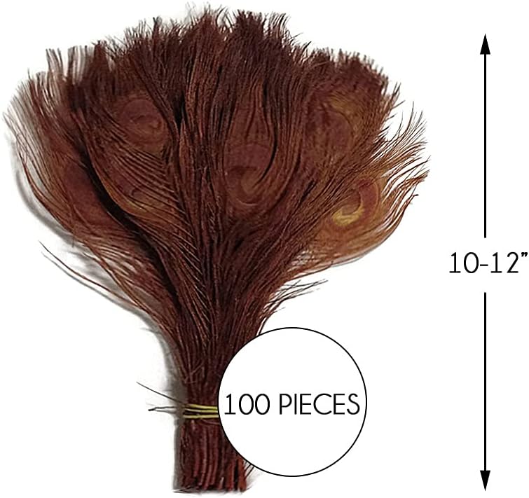 50 Pieces – Chocolate Brown Bleached & Dyed Peacock Tail Eye Wholesale Feathers (Bulk) 10-12” Long