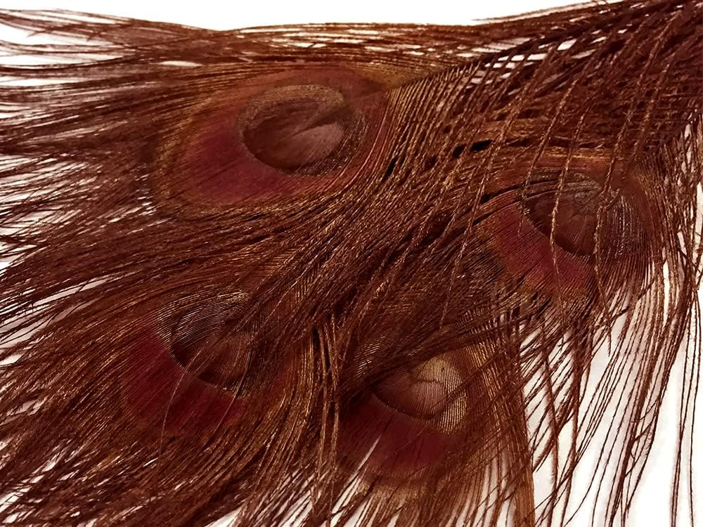 100 Pieces – Chocolate Brown Bleached & Dyed Peacock Tail Eye Wholesale Feathers (Bulk) 10-12” Long