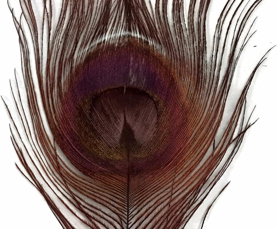 50 Pieces – Chocolate Brown Bleached & Dyed Peacock Tail Eye Wholesale Feathers (Bulk) 10-12” Long