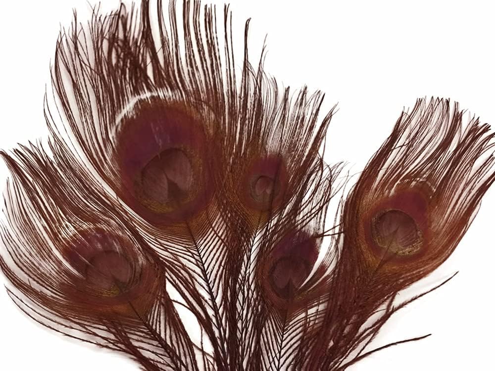 50 Pieces – Chocolate Brown Bleached & Dyed Peacock Tail Eye Wholesale Feathers (Bulk) 10-12” Long