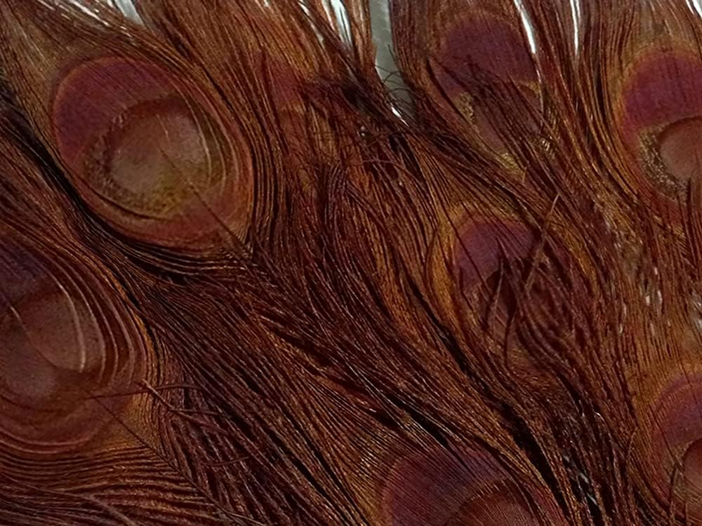 50 Pieces – Chocolate Brown Bleached & Dyed Peacock Tail Eye Wholesale Feathers (Bulk) 10-12” Long
