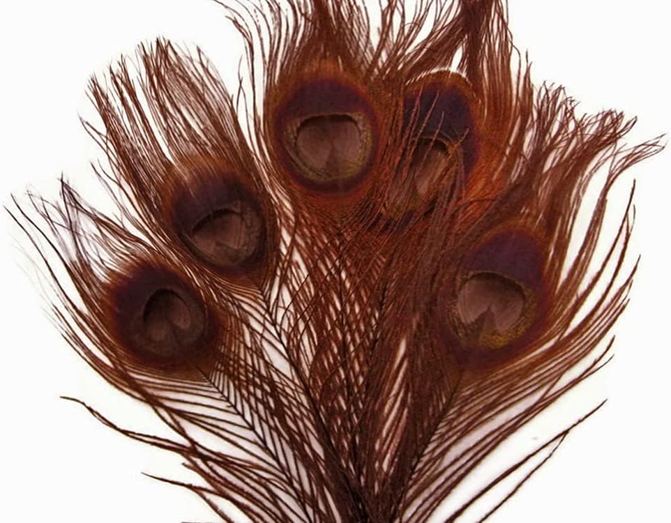 50 Pieces – Chocolate Brown Bleached & Dyed Peacock Tail Eye Wholesale Feathers (Bulk) 10-12” Long
