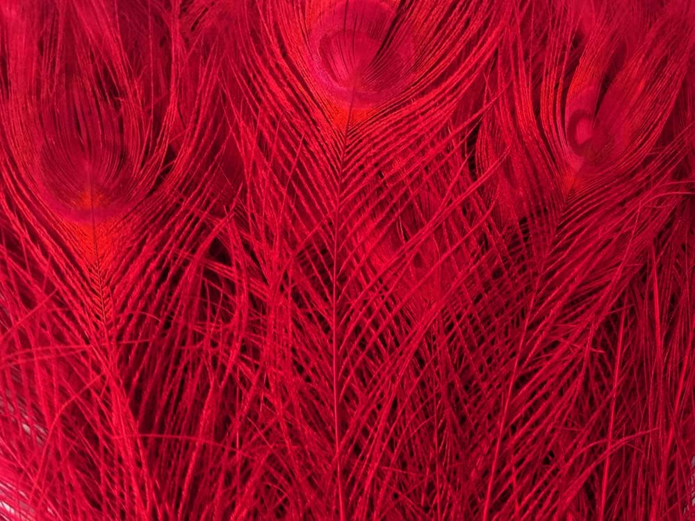 50 Pieces - 20-25" Red Dyed Over Natural Long Peacock Tail Eye Wholesale Feathers (Bulk)