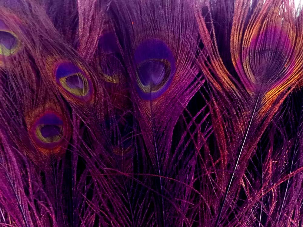 100 Pieces – Purple Bleached & Dyed Peacock Tail Eye Wholesale Feathers (Bulk) 10-12” Long