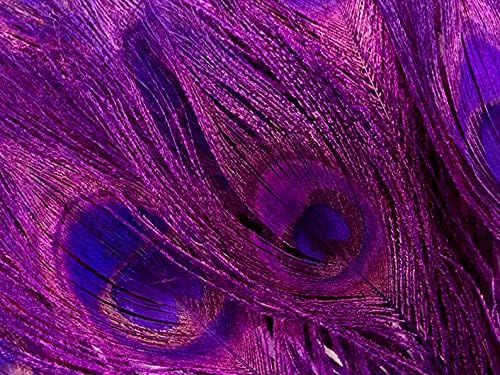 100 Pieces – Purple Bleached & Dyed Peacock Tail Eye Wholesale Feathers (Bulk) 10-12” Long