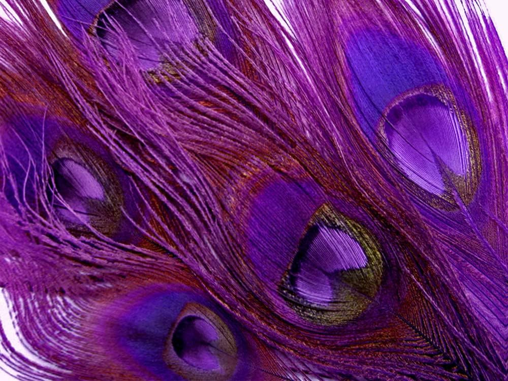 100 Pieces – Purple Bleached & Dyed Peacock Tail Eye Wholesale Feathers (Bulk) 10-12” Long