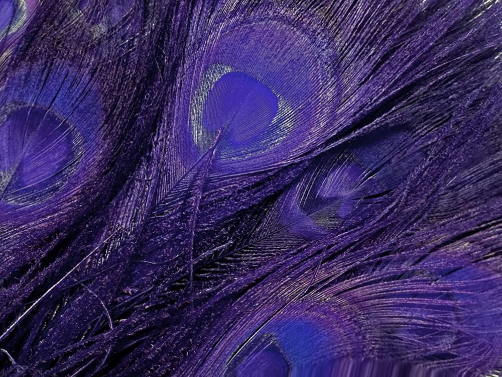 50 Pieces – Eggplant Bleached & Dyed Peacock Tail Eye Wholesale Feathers (Bulk) 10-12” Long