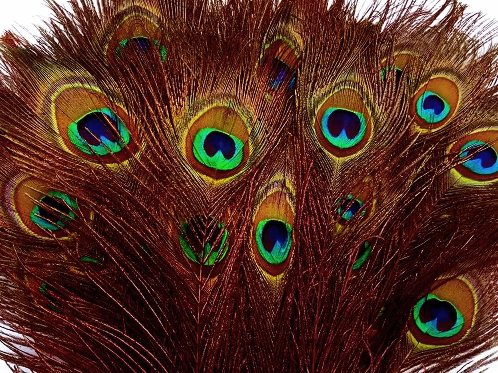 50 Pieces - 30-35" Orange Dyed Over Natural Long Peacock Tail Eye Wholesale Feathers (Bulk)