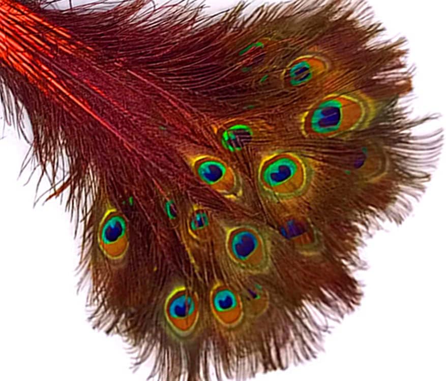 50 Pieces - 30-35" Orange Dyed Over Natural Long Peacock Tail Eye Wholesale Feathers (Bulk)