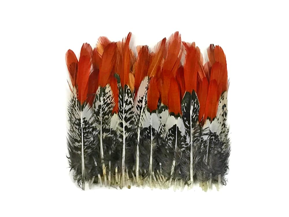 5 Pieces - 4-6" Short Natural Orange Tips Lady Amherst Pheasant Feather