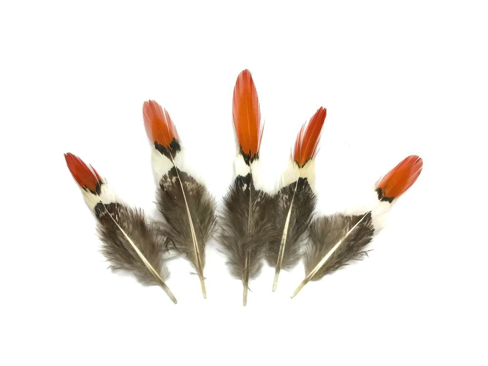 5 Pieces - 4-6" Short Natural Orange Tips Lady Amherst Pheasant Feather