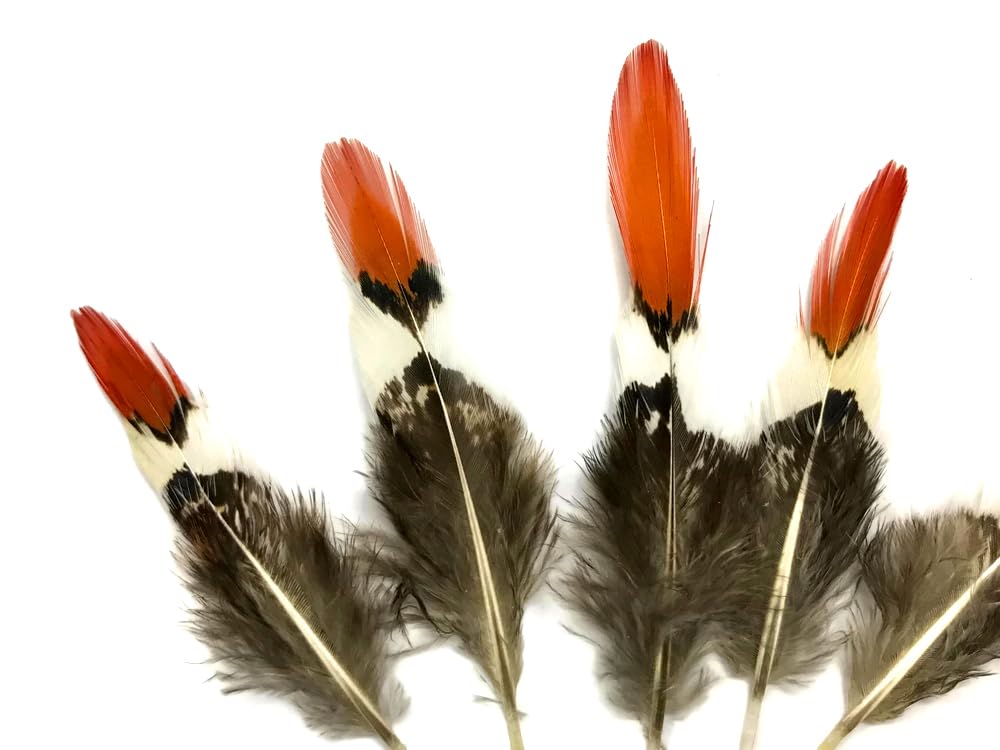 5 Pieces - 6-8" Medium Natural Orange Tips Lady Amherst Pheasant Feather